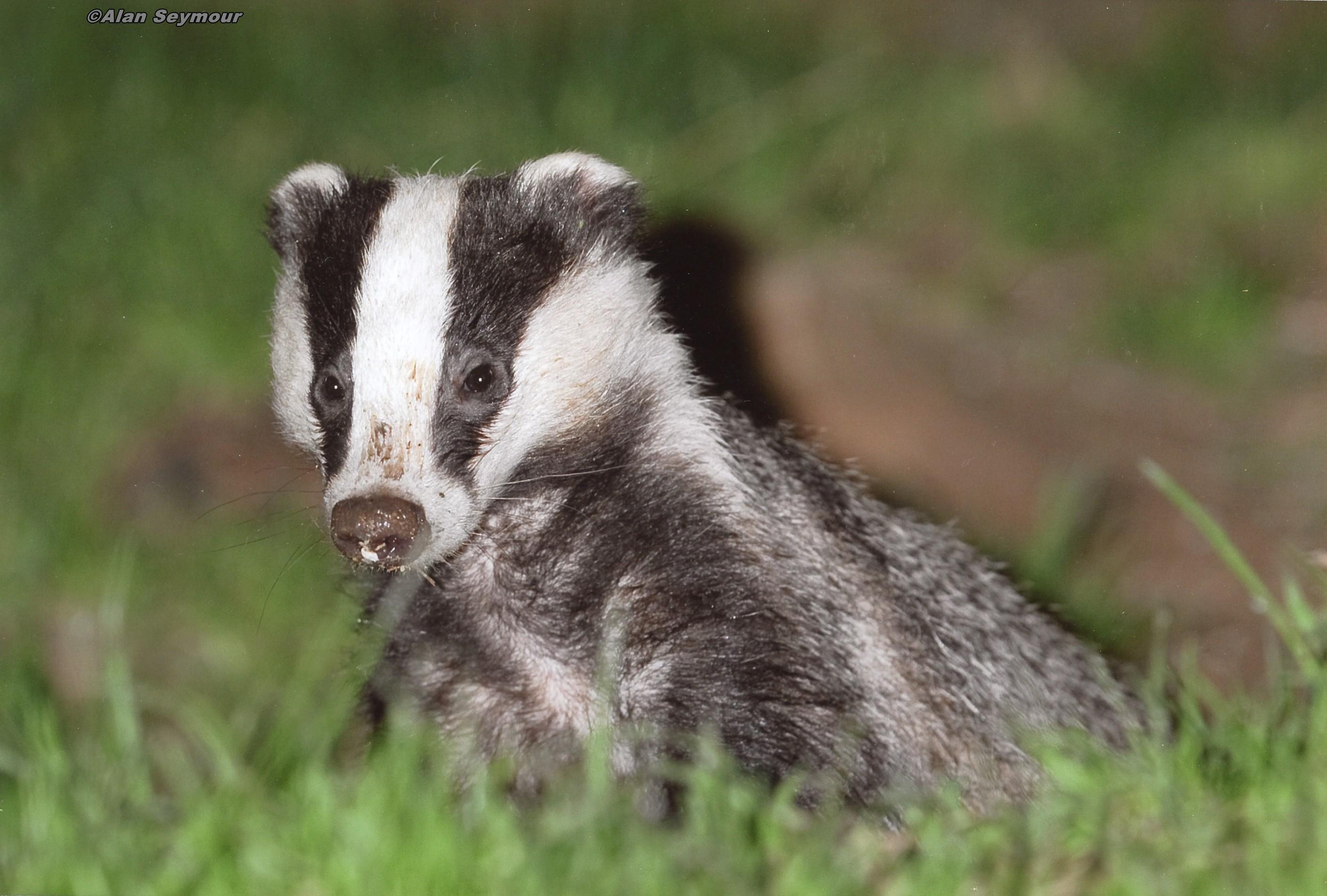 Badger cub