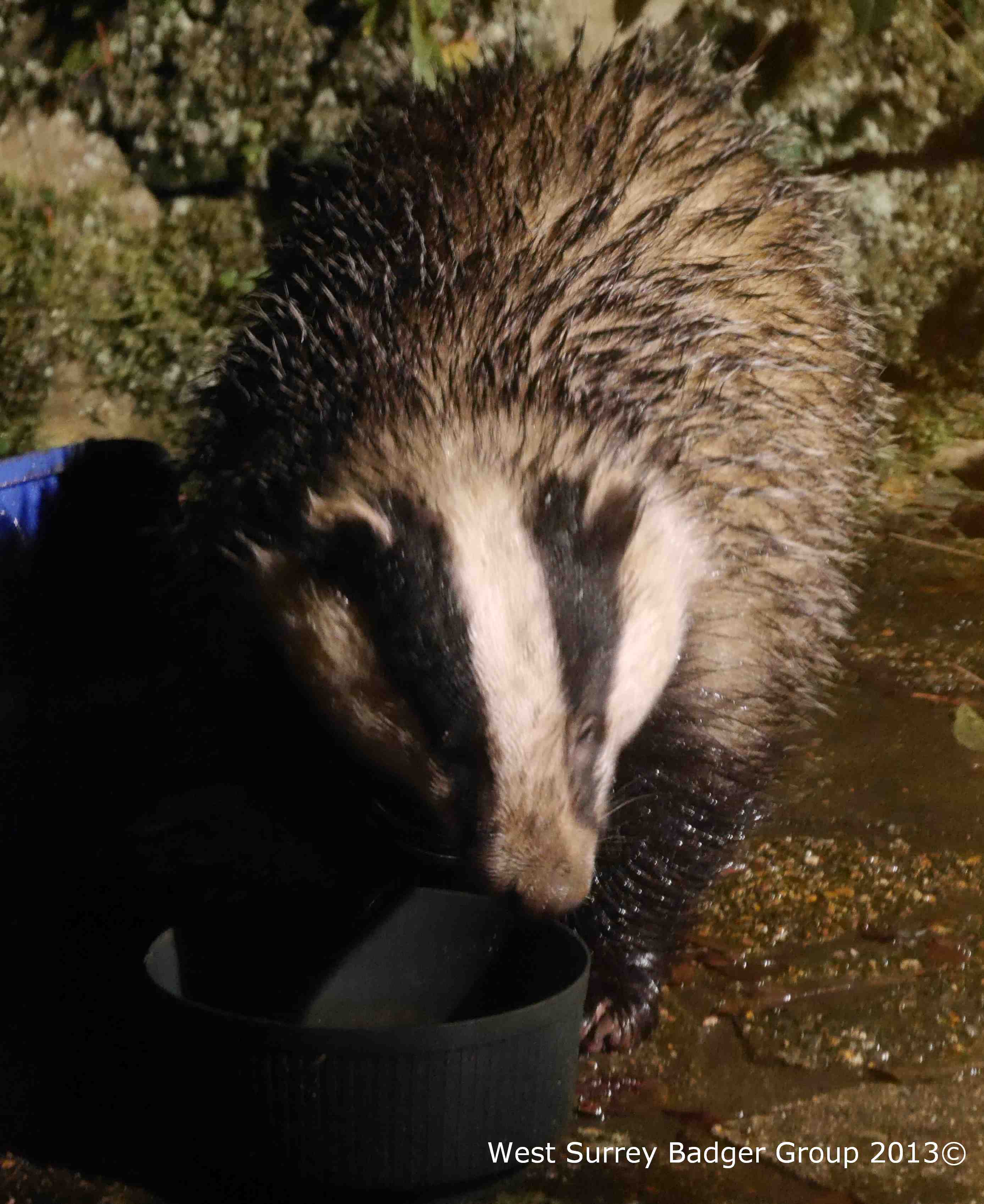 Soggy Badger